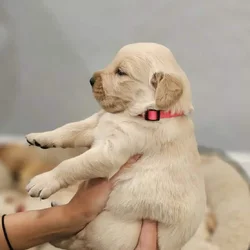 Golden Retriever puppy – boy #2 (red collar)