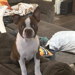 Boston Male 8 months need to re-home