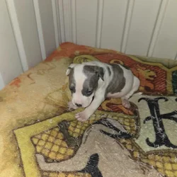 Junior