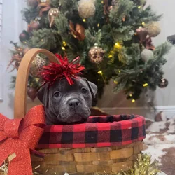 Blue bully Christmas magic