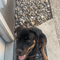 Need to find a loving home for my baby Kovu