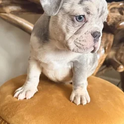 AKC French Bulldog Puppies — Select Placement