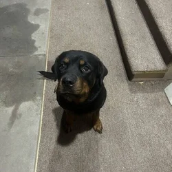 Loving companion needing a home