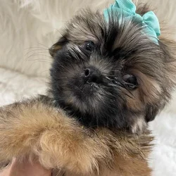Shih tzu