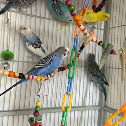 Parakeets/Budgies
