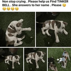 LOST PUPPY