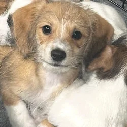 Adorable Toy Poodle mix with Chiweenie Puppies