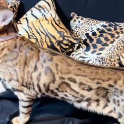 Bengal Cat female looking for home