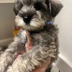 Litter of miniature schnauzer puppies
