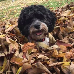 Schnoodle Puppies Central WV