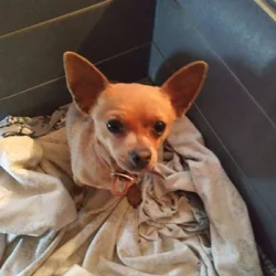Free female chichuhua