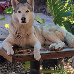 Husky free