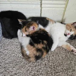 Kittens