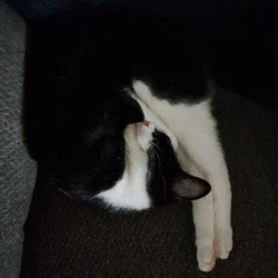 Rehoming Ginger – Our Sweet 2-Year-Old Cat