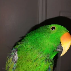 Eclectus Parrot for sale *cheap, free cage, food*