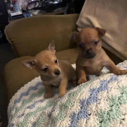 Puppies 4 Sell