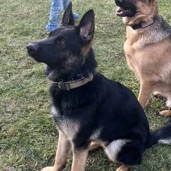 Max Belgian Shepherd