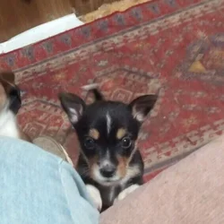 3 male chihauhau pups