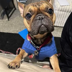 Male French bulldog