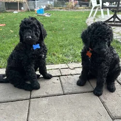 Golden doodle