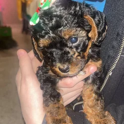 Tiny Doodle Puppies for Christmas in Iowa