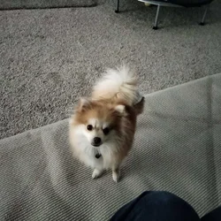 Pomeranian puppy for sale