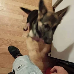 Full blooded German shepherd puppy