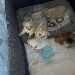 AKC Long Coat Chihuahua puppies.