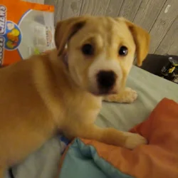 9 week old puppy for rehoming