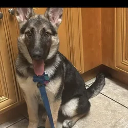 Jacob the big brown dog