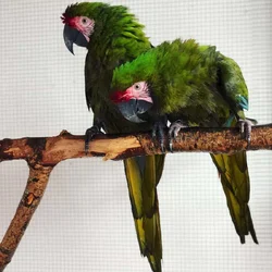 Military macaw pair