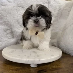 Imperial Shih Tzu puppies
