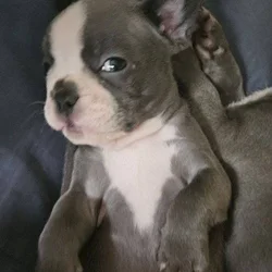 Frenchie puppies looking for forever homes