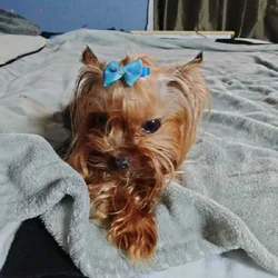 young adult female teacup yorkie full blood