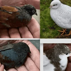 BUTTON QUAIL FOR SALE,,,,ALL COLORS