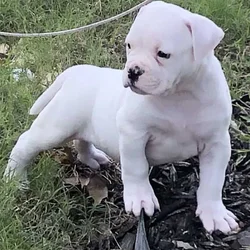 American Bulldog puppies