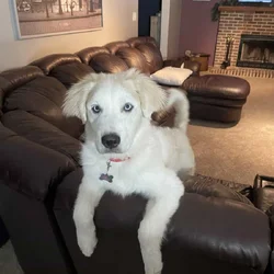 4yr old Great Pyrenees & Australian Shepherd mix