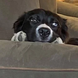 Beautiful young Boarder Collie