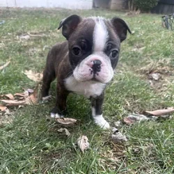 Boston terrier pups