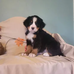Bernese Mountain Dog puppies (AKC)