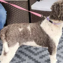 2 female AKC poodles