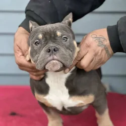 5 month blue tri female
