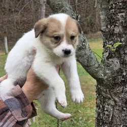 Boder Collie / Alaskan Husky Mix