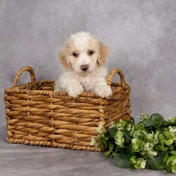 Rehoming puppy