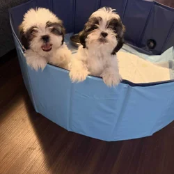 Shih Tzus