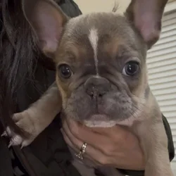 French Bulldog Puppies