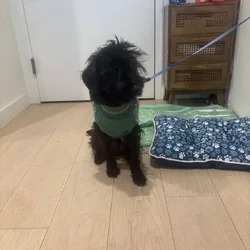 Schnauzer - Terrier