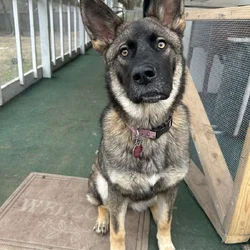 Female German shepherd