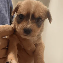 Dachshund/chihuahua puppies