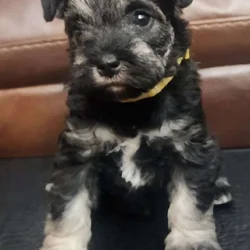 Mini Schnauzer